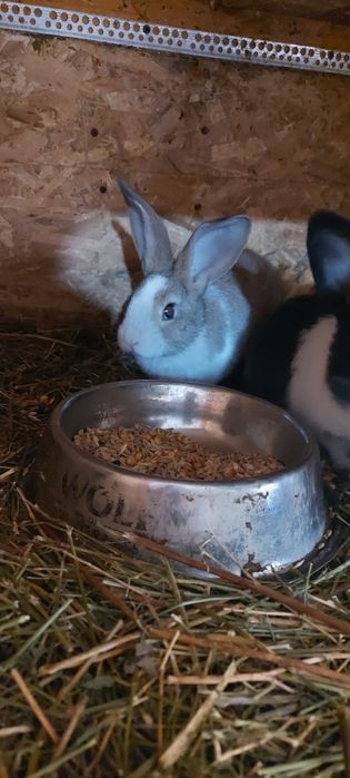 Iepuri hycole disponibili