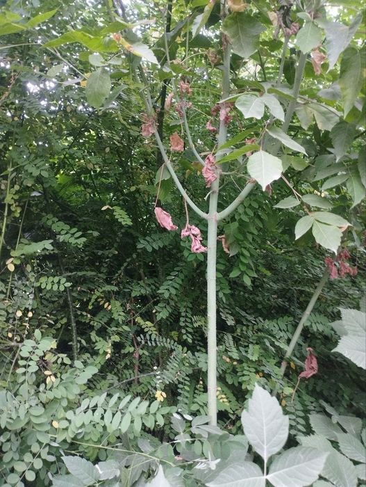 Kashtan zarang sadda qayragʻoch chinor lola sakura archa klyon bor.