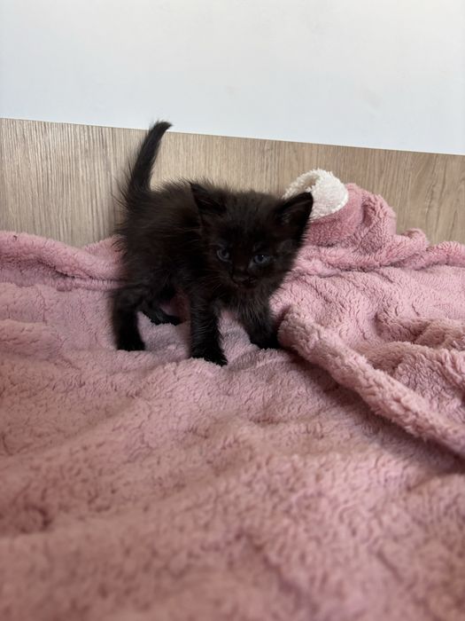 Отдам маленьких котят