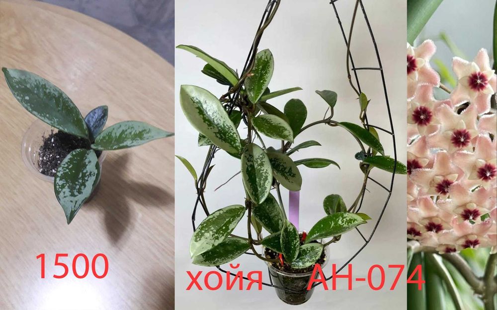 Комнатные  цветы