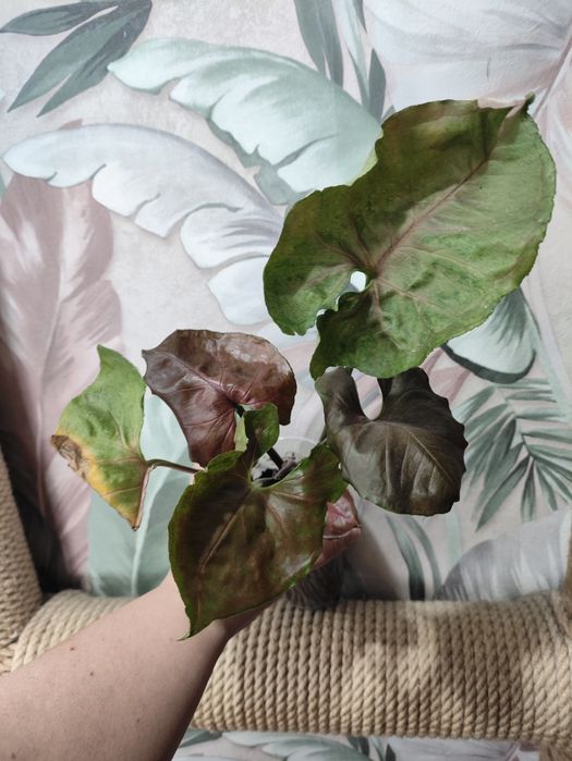 Растения для дома и офиса