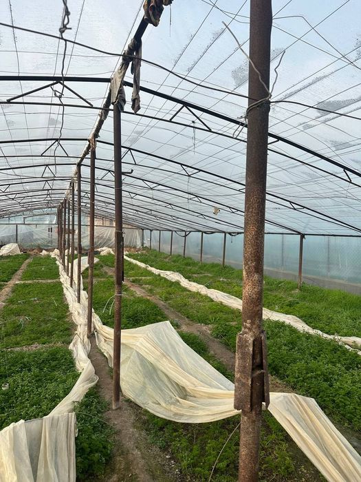 Tiplisa sotiladi 3ta