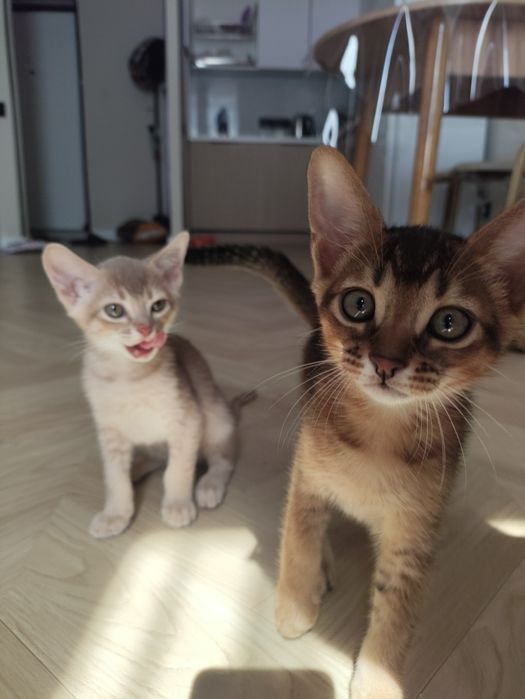 Абиссинские котята