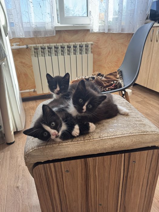 котята от японского бобтейла