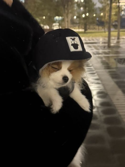 Продается Немецкий Шпиц!