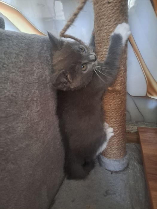 Котенок ищет новый дом