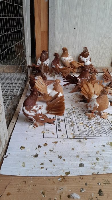 Porumbei de ornament