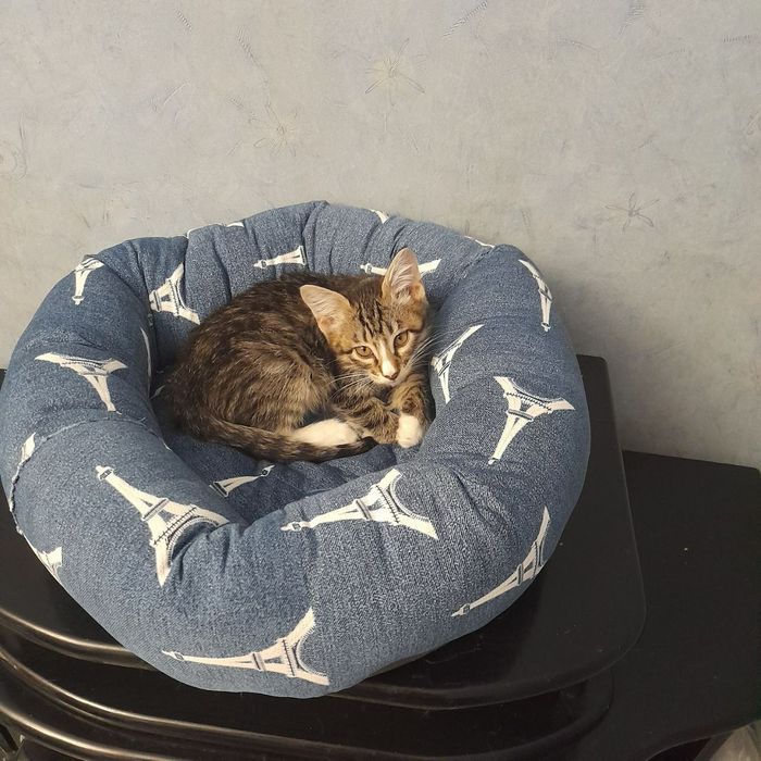 Отдам в добрые руки.