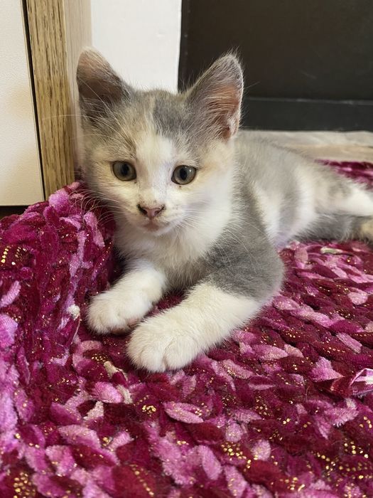 Котята отдам в добрые рук