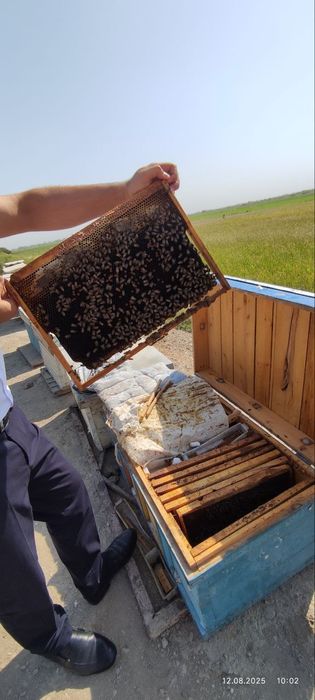 Asalari oilasi sotiladi