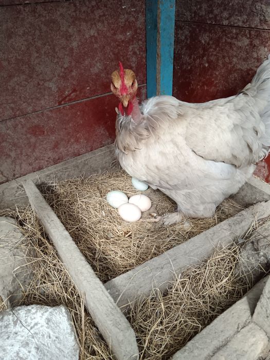 Oua Bio de găină albe și verzi