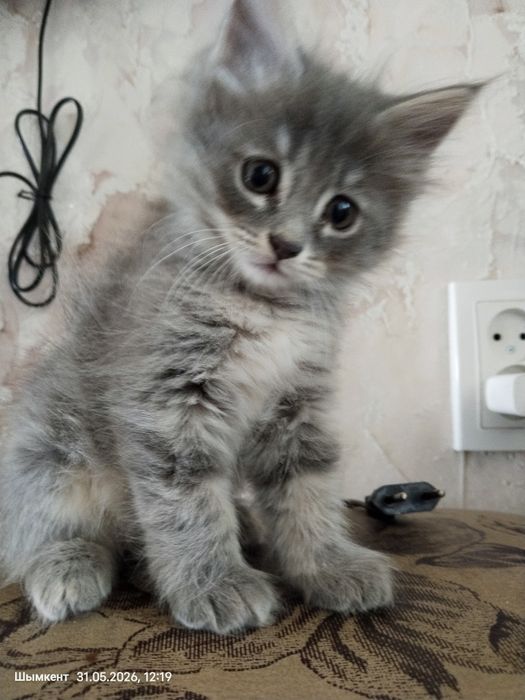 Котик серый 2 месяца
