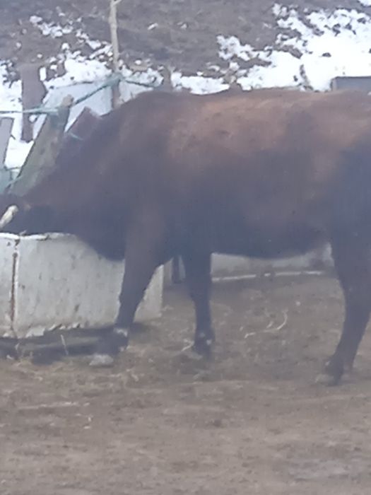 Сиыр бұқа корова сатылады