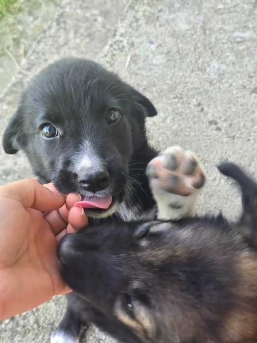 Adopție animalele