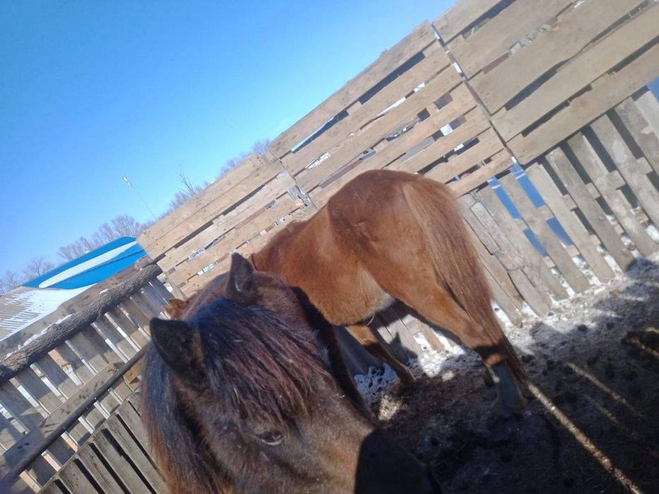 Продам лошадь 450000