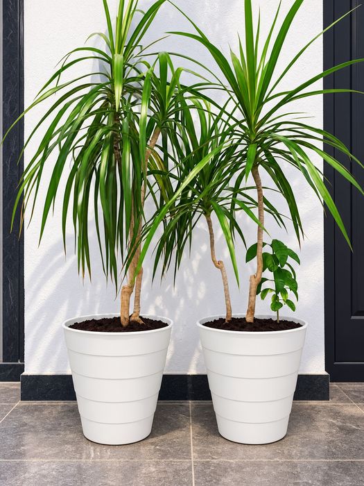 Planta de apartament