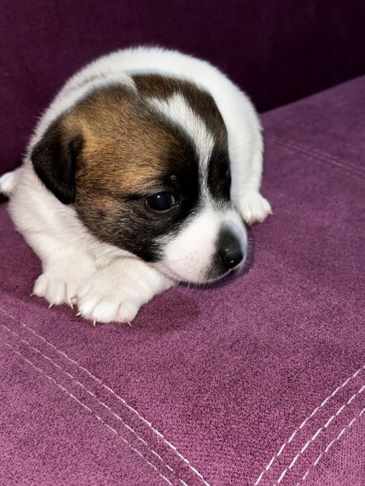 Продается девочка Джек Рассел