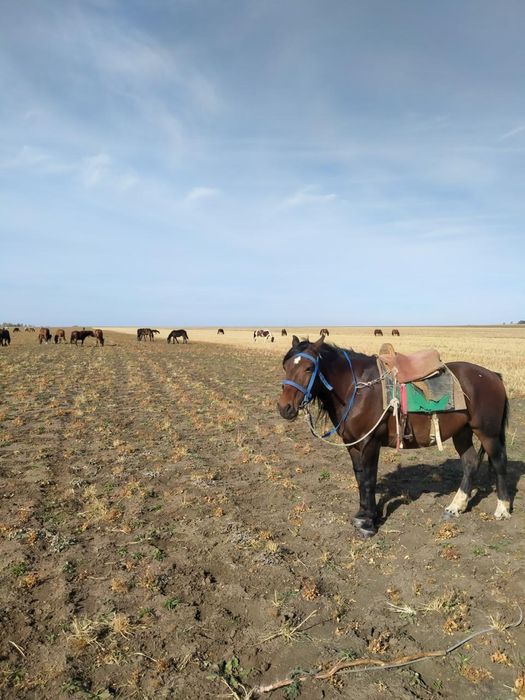 Ат сатылыды мініске жақсы