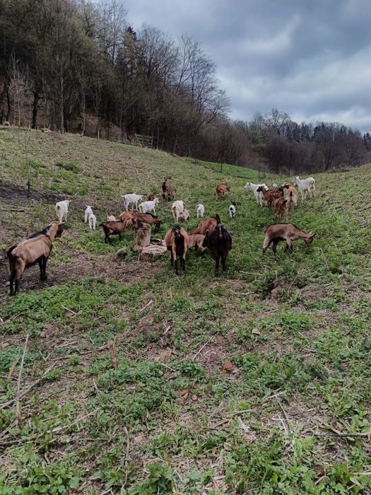 Vand 20 capre alpina franceza si saanen