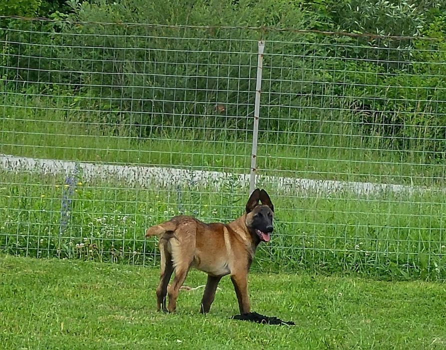 Ciobănesc belgian malinois