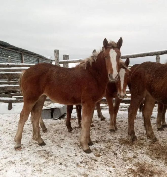 Лошади Жеребята, кобылы,