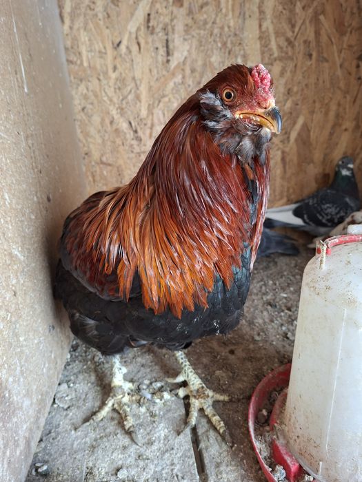 Cocos araucana potarnichiu sălbatic