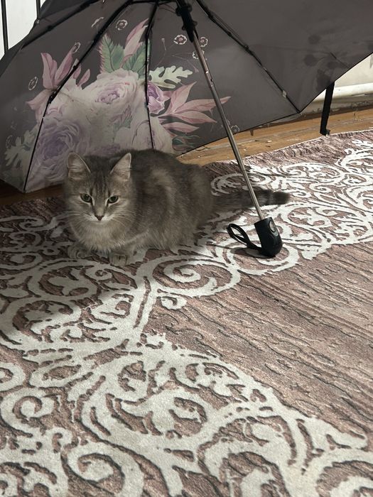 Отдам кошку бесплаьно