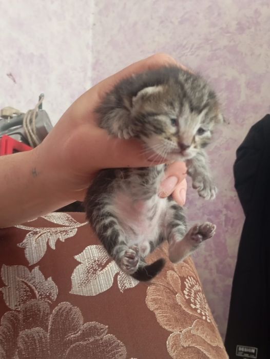 Продам котят красивые