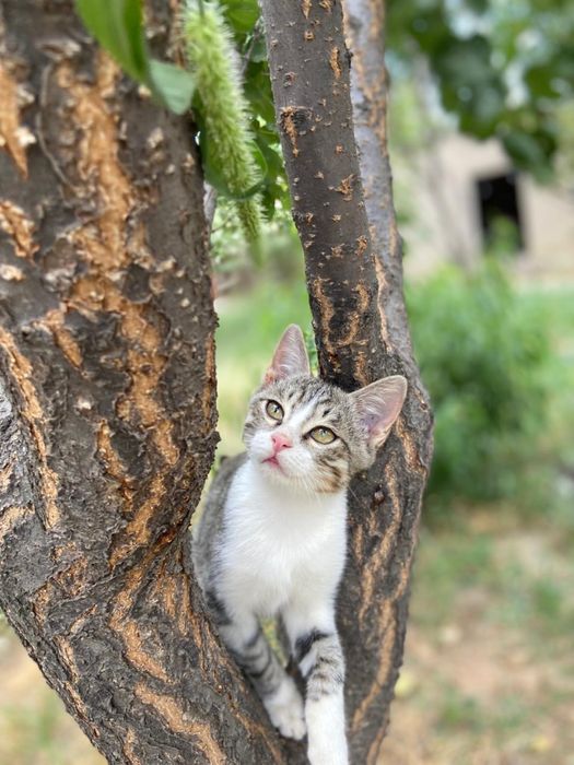 котик в добрые руки