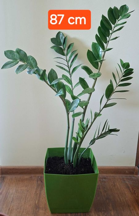 pt cadou palmiera ZZamioculcas,monstera adansonii,planta paianjen,hoya carnosa