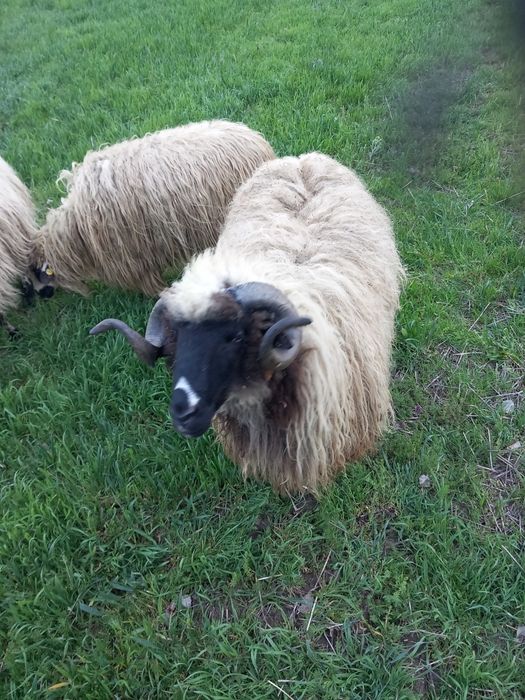 De vanzare două capre sterpe grase  și un berbeac de 1 an