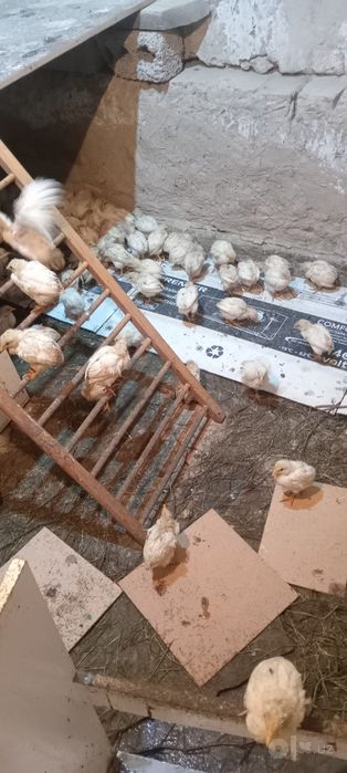 Жужалар 40 кунлик доставка бор