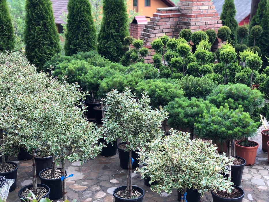 Pin mugo, ilex pom, artar, yucca, ienupar tarator, spirala, euonymus.