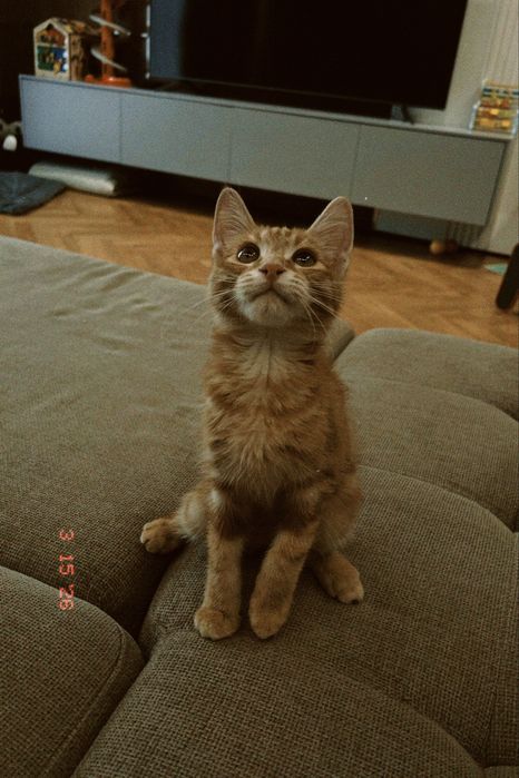 кот в добрые руки