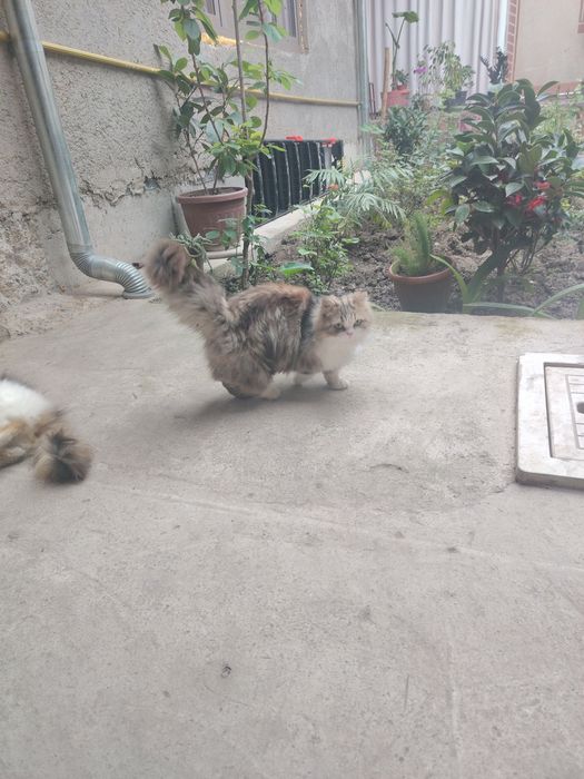 mushuk sotilad ayol erkak homilador