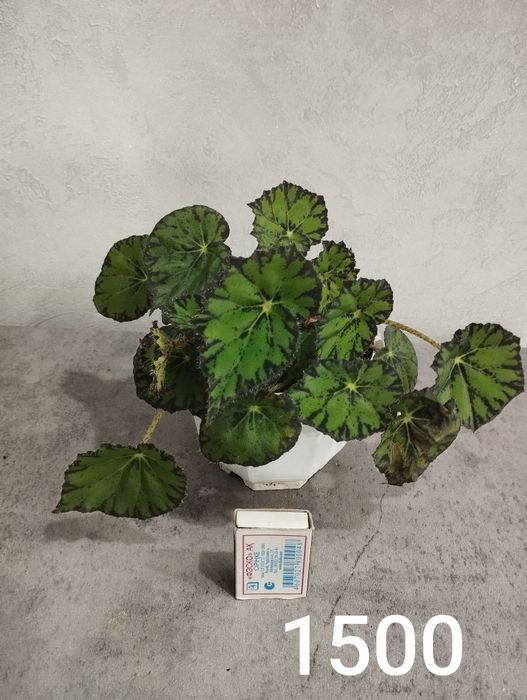 Продам комнатные растения