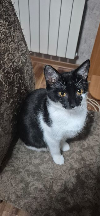 ЗАБЕрИТЕ ПОЖАЛУйста котенка