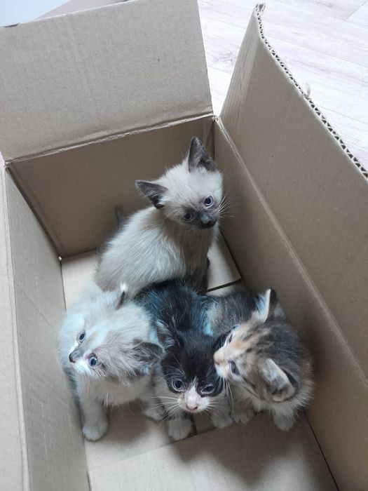 Отдам котят в добрые руки