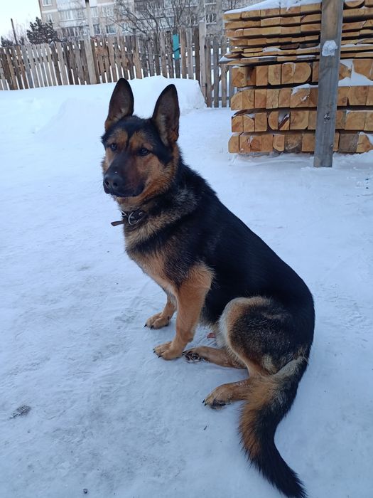 Кобель немец ищет подругу.