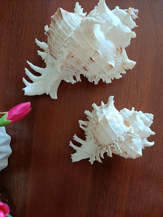 Продам большие экзотические ракушки