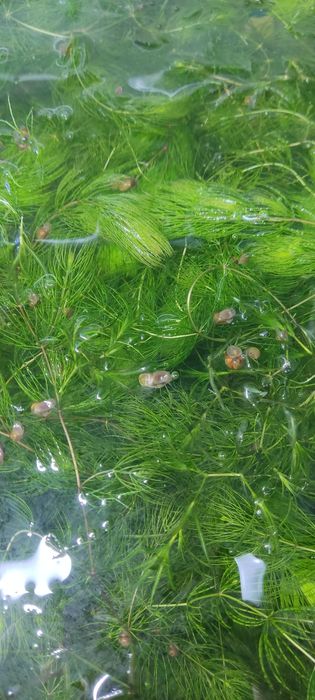 Самцы гуппи Уй балик эркаклар