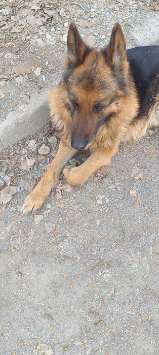 Найден овчар кобель