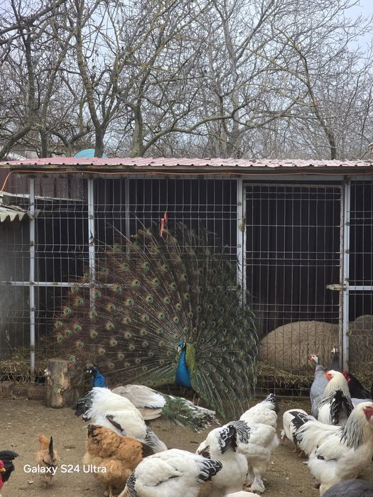 Paun umar negru de vanzare