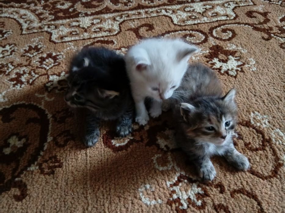 Котята в добрые руки! Привезем сами.