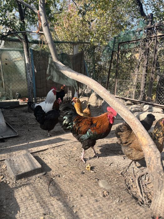 Продам инкубационные яйца