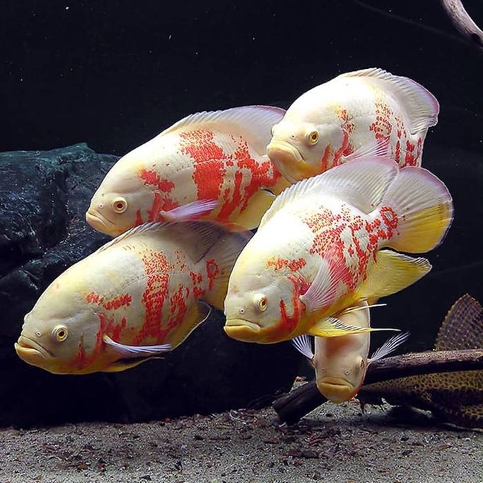 Продам астронотусов