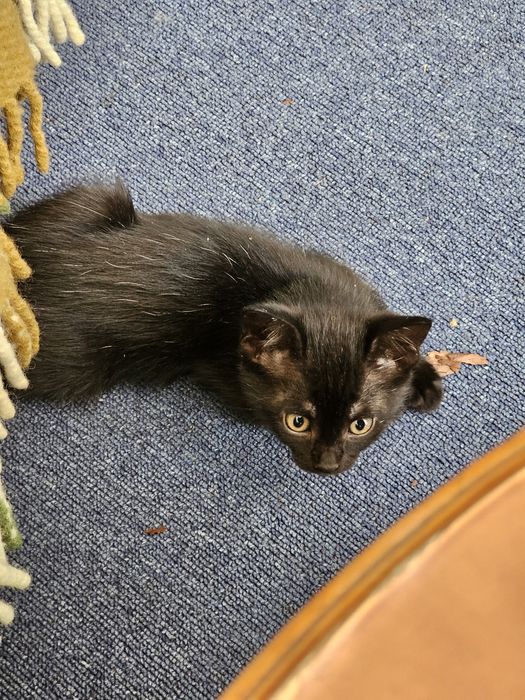 Подаряваме бебе котенца СПЕШНО