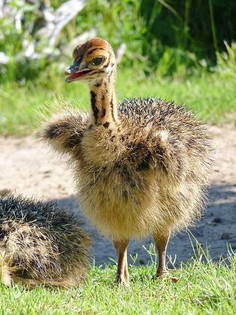 Oua strut pt consum sau incubat trimitem si prin curier