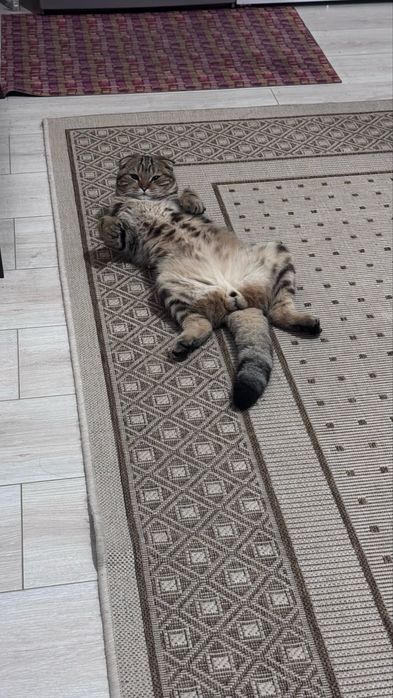 Вязка. Ищем подругу