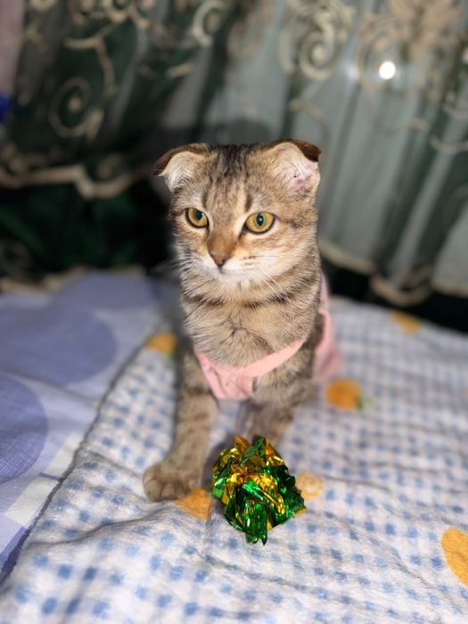 Ласка ищет семью